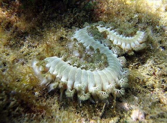 火刺虫,环节动物门(annelida)多毛纲(polychaeta)棍刺虫属(hermodice)