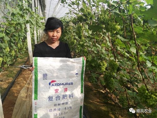 二顺风农业向广大果农朋友推荐安泽肥料营口归州农户回访纪实