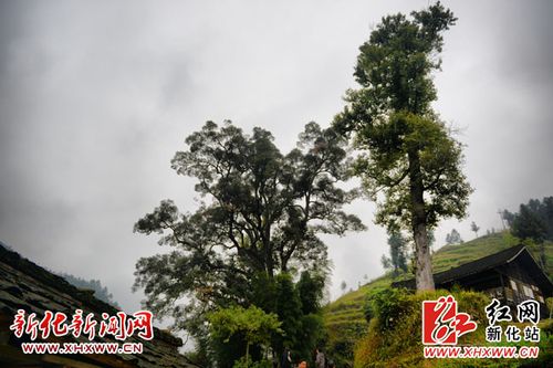 新化天门乡土坪村古庙旁发现古树群