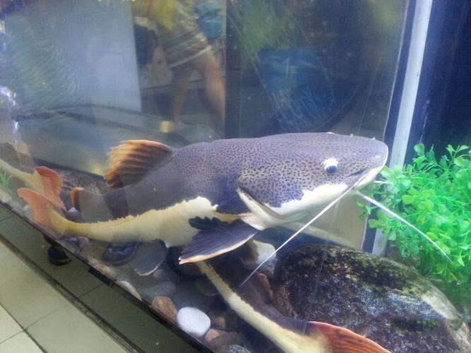 红尾鲶鱼图片观赏鱼图片