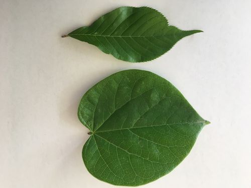 你知道哪个是樱花树的叶子吗?