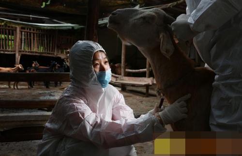 走骟后续|四川达州有个女骟匠,工作20多年,女人当骟匠破了天荒
