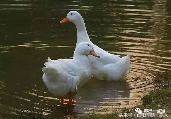 教你分辨小鹅和小鸭