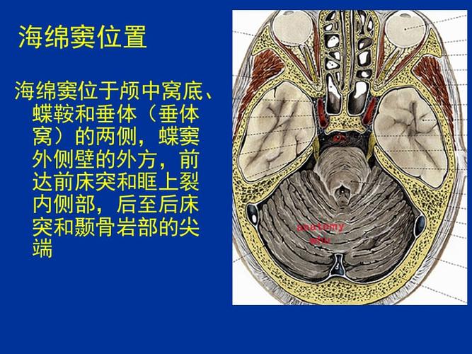 海绵窦综合征39283.ppt