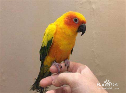 金太阳鹦鹉如何训练