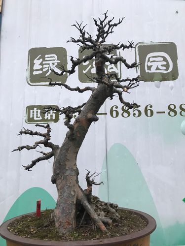 新款小叶微型树桩相思树朴树小叶榆树榔榆盆景盆栽绿植实物拍摄