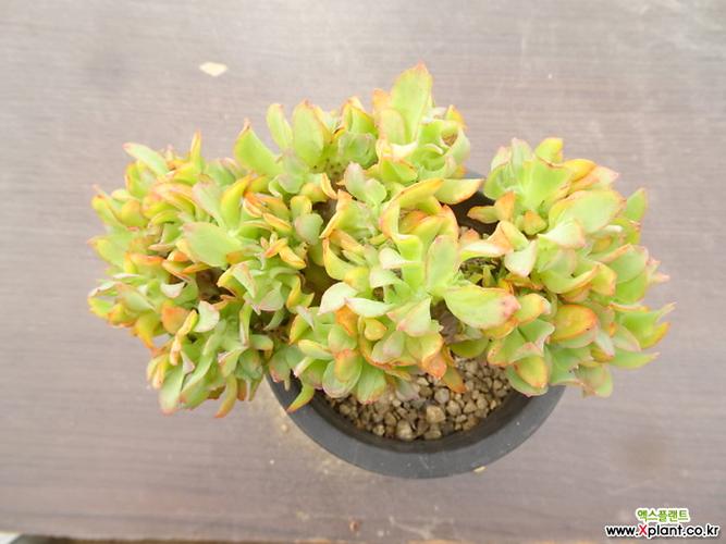 柠檬卷缀化6- 多肉植物