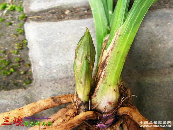 春剑新品荷瓣开好了象春兰神话的开品带花苞0拍