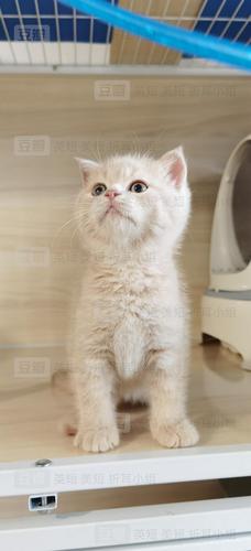 【北京】英短乳白 英短大橘