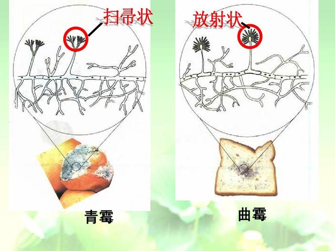 青霉 曲霉