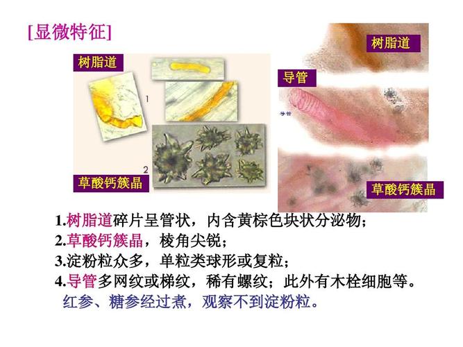 [显微特征] 树脂道 导管 树脂道 草酸钙簇晶 草酸钙簇晶 1.