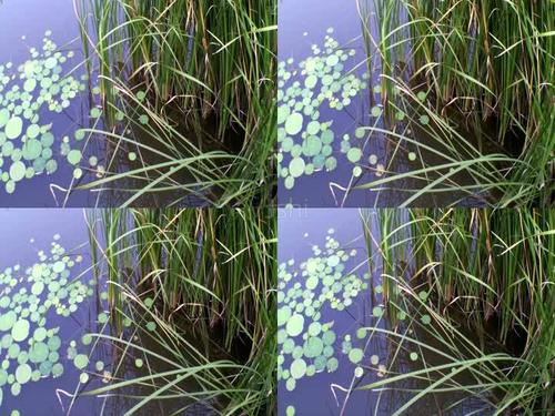 4k池塘河水水草芦苇杂草视