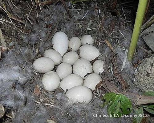 受精番鸭蛋 自家孵化 可爱小番鸭(无声鸭)领养啦