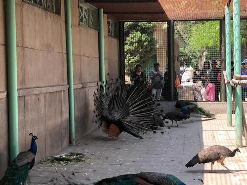 兰州五泉山动物园经过了64年的发展,今天完成历史使命