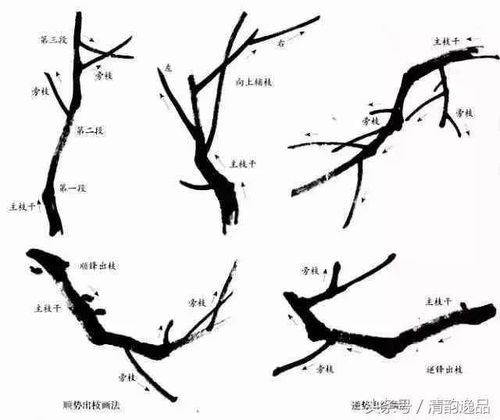 文化 正文  梅花的结构包括花瓣,花蕊,花蒂等,学画梅花,宜先写生,对