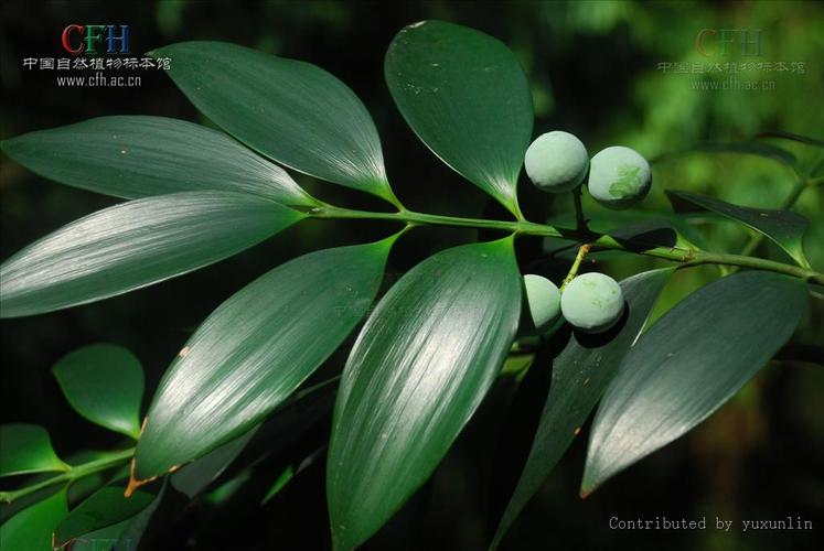  p>长叶竹柏(学名: i>nageia fleuryi /i> (hickel) de laubenfels)是