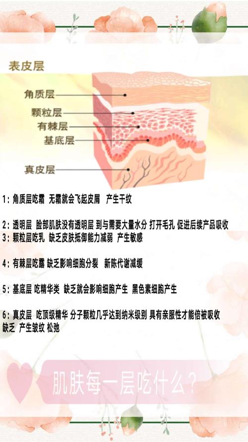 皮肤结构基础知识
