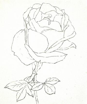 玫瑰花彩铅怎么画