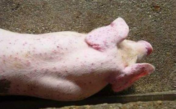 猪弓形虫病怎么治疗?