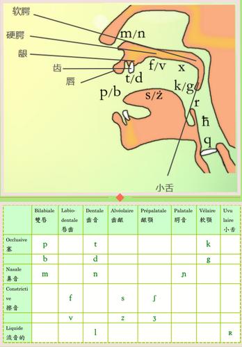 爆破辅音—口腔器官讲解_阿董零基础法语发音讲堂在线听_法语听力
