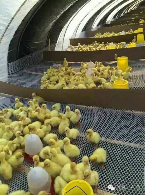 鹅几个月下蛋,鹅下蛋时间