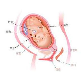 怀孕35周怀孕35周胎儿图胎动怀孕35周胎儿发育标准