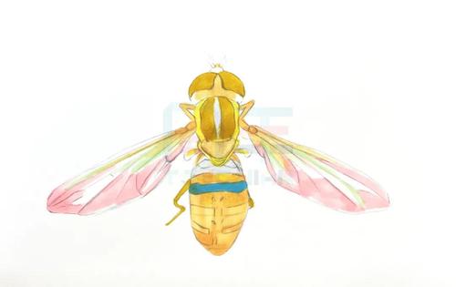 今天小编为大家带来了 《小蜜蜂》步骤图,这是一幅简单却效果逼真的