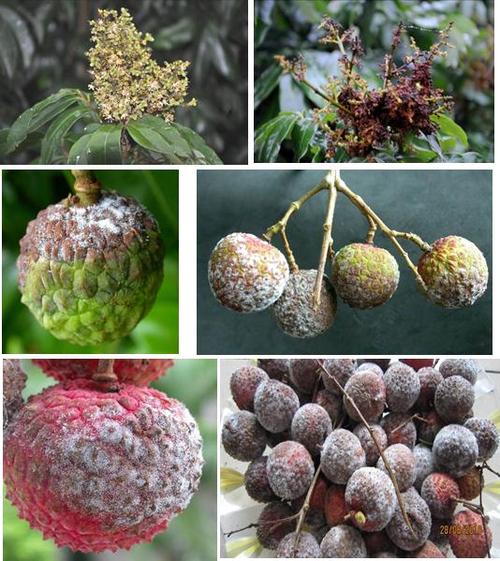 荔枝霜疫霉病及防治办法