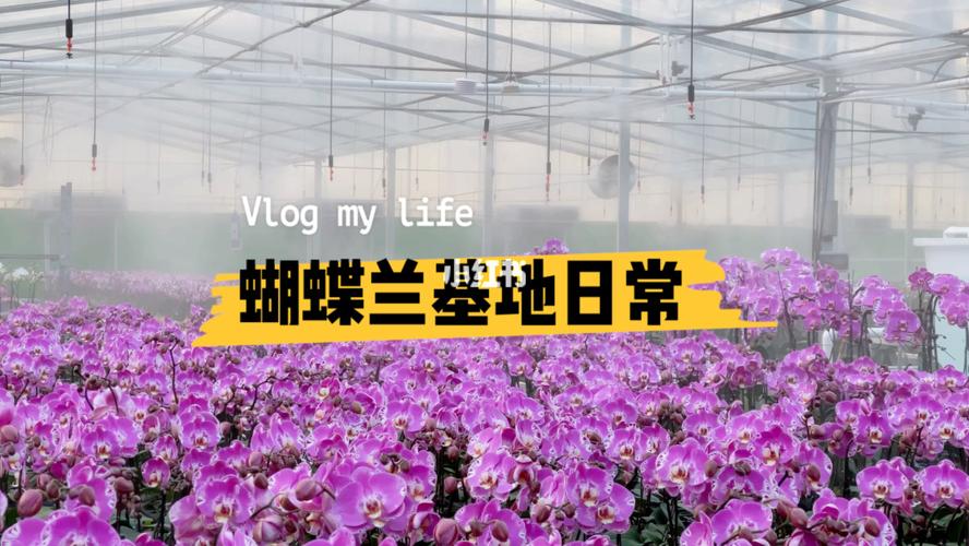 蝴蝶兰基地养殖知识分享篇1 (可参考)_蝴蝶兰_夏天去哪玩_冬天去哪玩