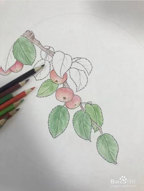 海棠果怎么画