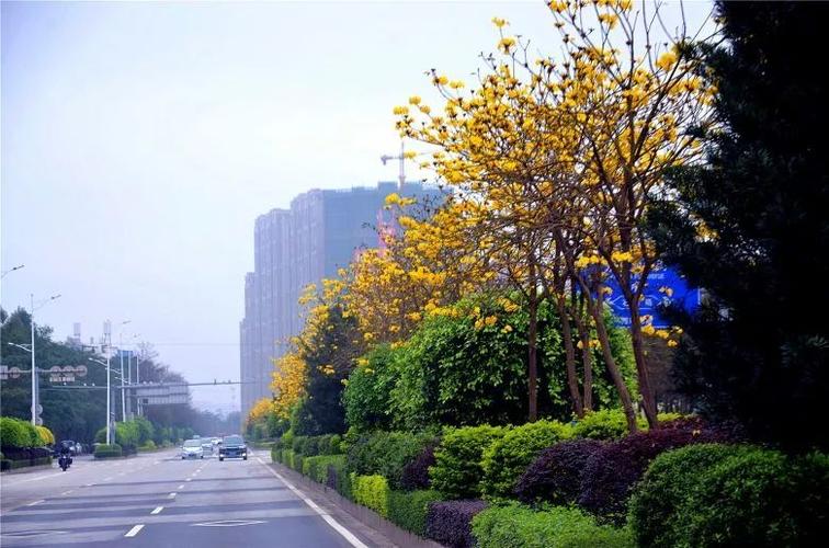 钦州这片格桑花海刷爆朋友圈冒着风雨也要去看