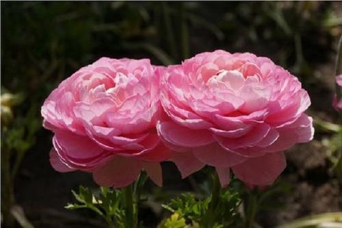 芹叶牡丹一年开几次花什么时候种植比较好