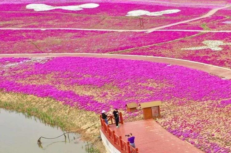 缤纷网红景点【巢湖三亚湾船塘花海 薰衣草花海 乌克兰爱情隧道 千年