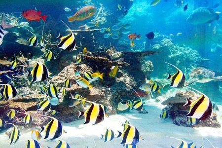 美丽神秘的海洋水族馆冲绳海洋水族馆