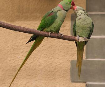 鹦鹉求偶的叫声录音,求助