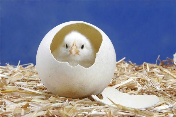 孵化小鸡
