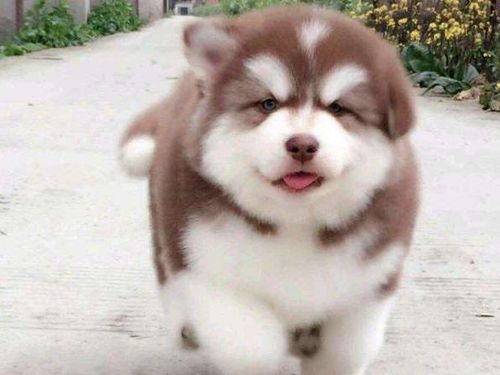 养狗一定要养阿拉斯加,实在太香了!|狗狗|雪橇犬|大型