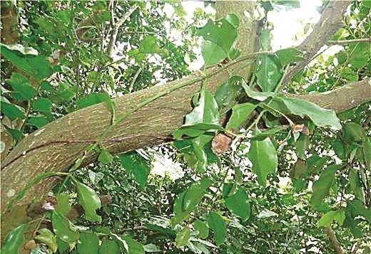 南海网 儋州新闻网 儋州新闻       黄皮寄生茶用黄皮树上的一种寄生