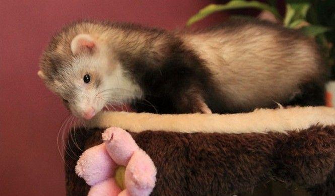 安格鲁貂的概述