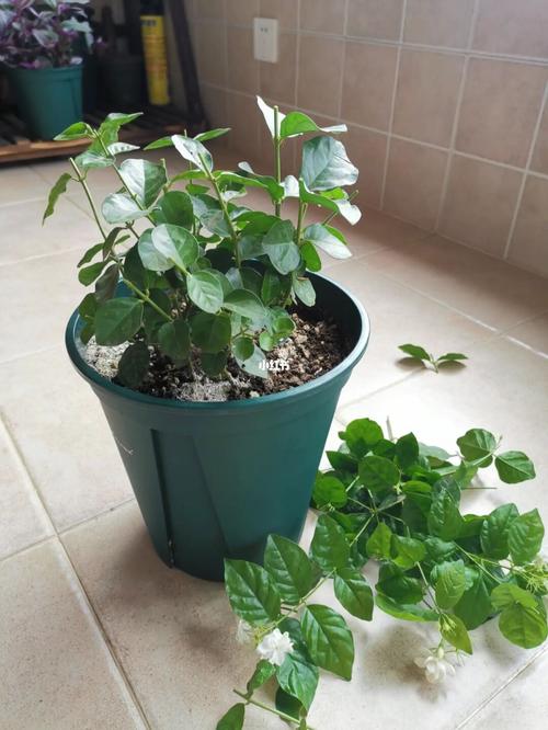 修剪茉莉花下手一定要狠!第二次修剪分享_茉莉花_修剪