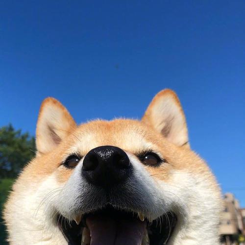 超治愈笑容/憨憨柴犬头像