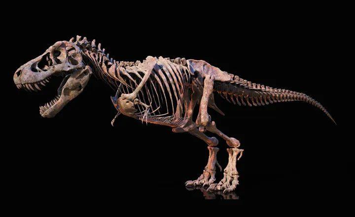 地球曾存活25亿只霸王龙,每8000万仅1只成为化石