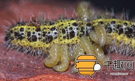 慎入,小心会吐!