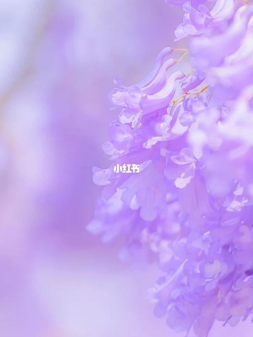 紫色壁纸99背景图_壁纸_浪漫_今日壁纸_素材_壁纸