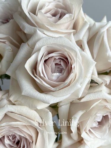 肯尼亚玫瑰 silver lining 银色衬裙_鲜花_鲜花分享_家居家装_家居
