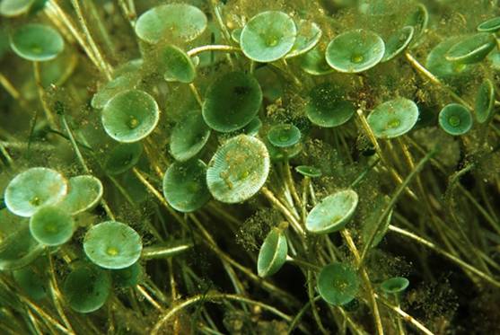 最大的单细胞生物