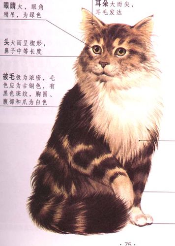 每窝产2～3仔,刚出生的小猫并不大,而且苏格兰折耳猫;; 我昨天喂的