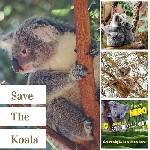 目前正在位于布里斯班的龙柏考拉动物园(lone pine koala sanctuary)