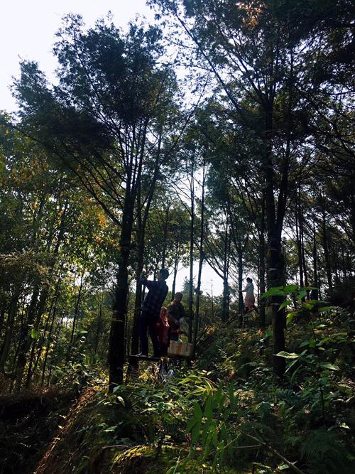 巴南樵坪山上的红豆杉山庄 雨后的清晨空气格外清新