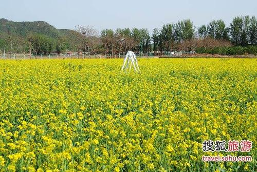 中天瀚海农业观光园的油菜花